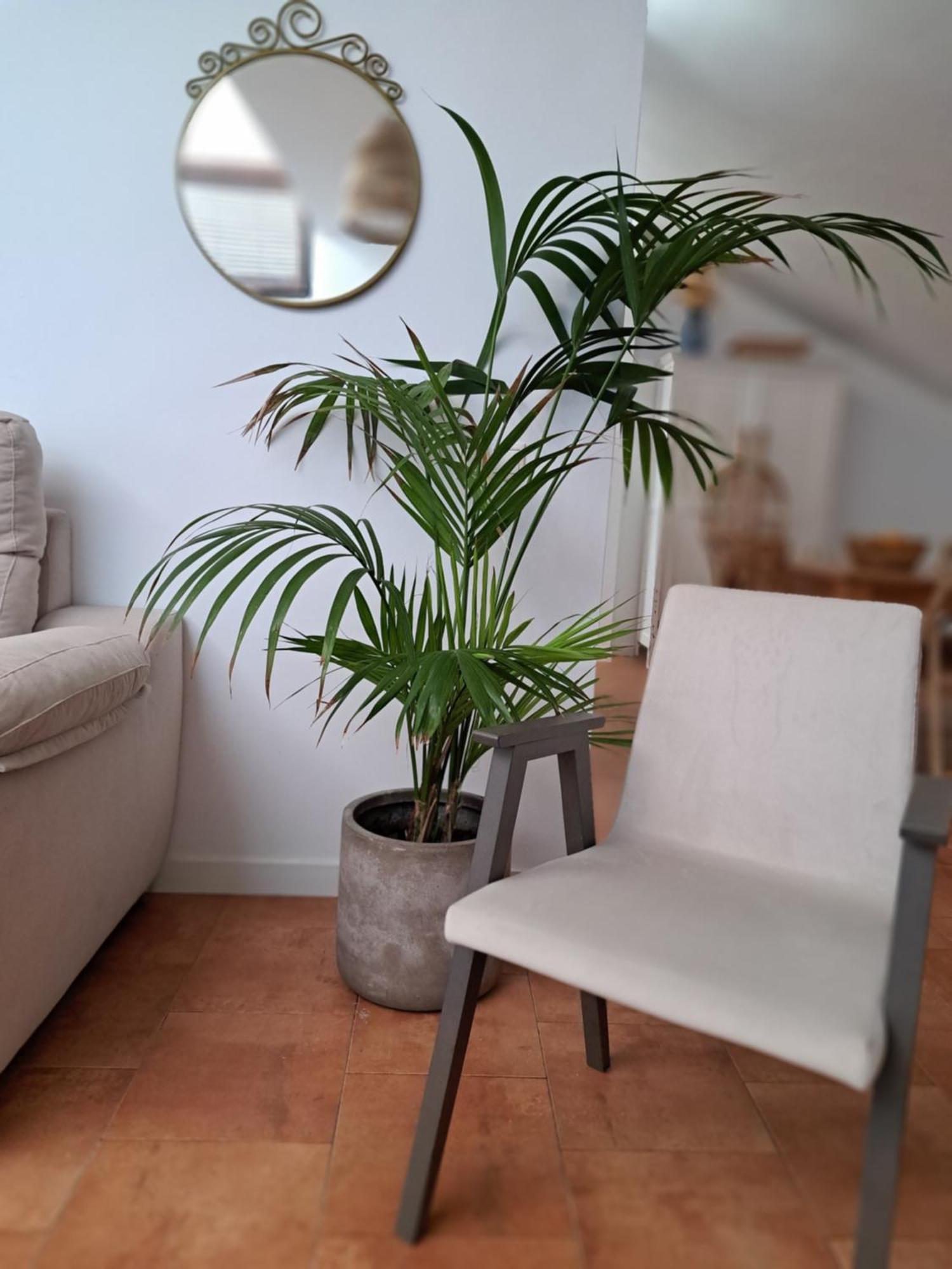 פלאסנסיה Los Patios. מראה חיצוני תמונה